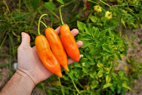 aji peppers of peru