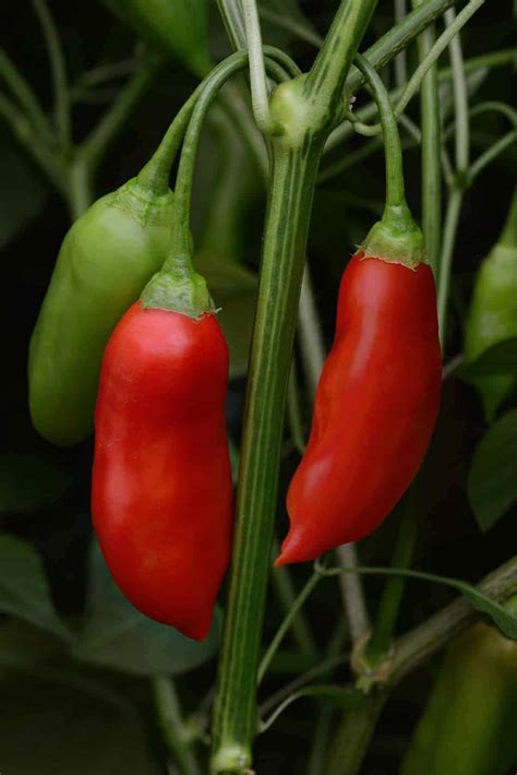 aji rico pepper plant