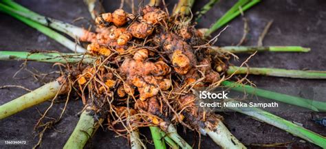 Ilustrasi Akar Kunyit