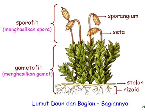akar tumbuhan muda lumut