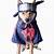 akatsuki dog costume