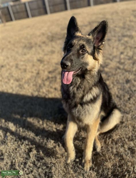 akc german shepherd