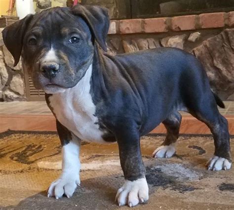 akc pitbull puppies for sale