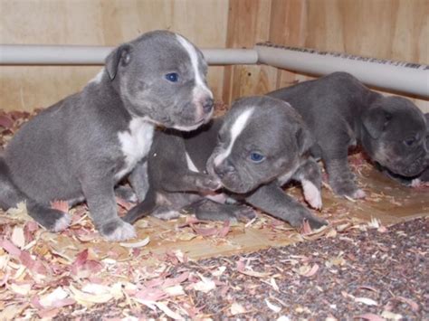 akc pitbull puppies for sale in texas