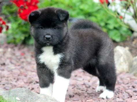 akita dog for adoption in new hampshire