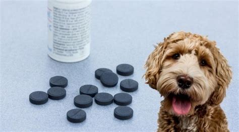 BELLY Hundematte »BELLY Natürliche Aktivkohletabletten gegen Durchfall