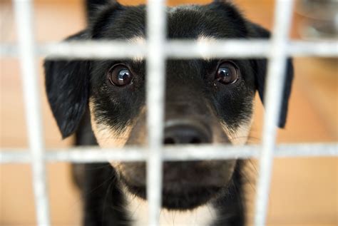 Tierheim nimmt 16 Hunde in fünf Tagen auf nh24.de