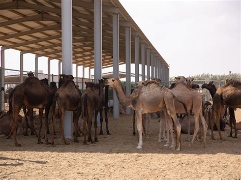 al ain farms abu dhabi