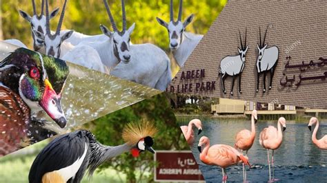 al areen wildlife park & reserve