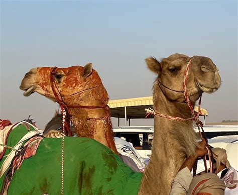 al dhafra camel festival 2023