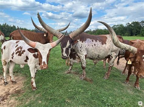 alabama cattle prices cattle range