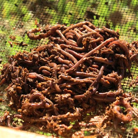 alabama jumpers earthworms for sale