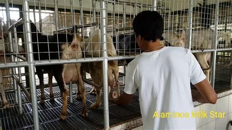 alaminos goat farm official website