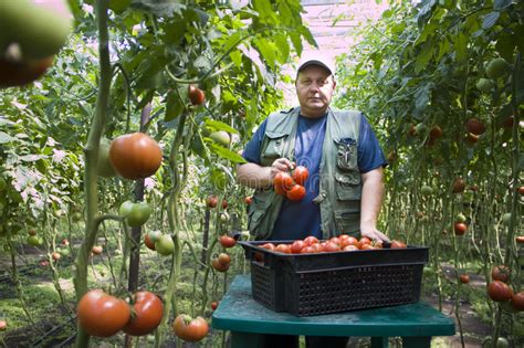 alan grows tomatoes on his farm