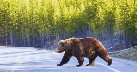 alaska dangerous animals