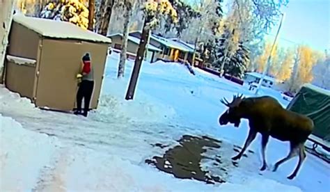 Alaska Moose Attack
