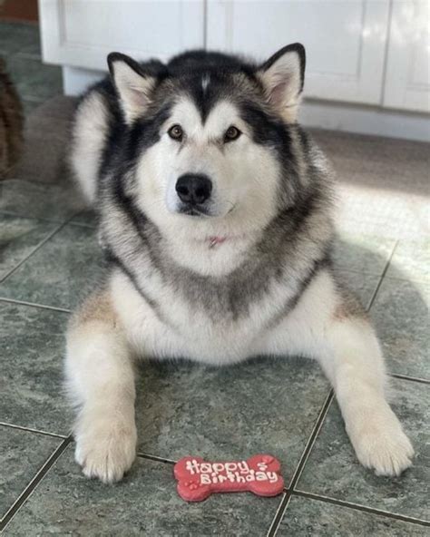 alaskan malamute bite force psi
