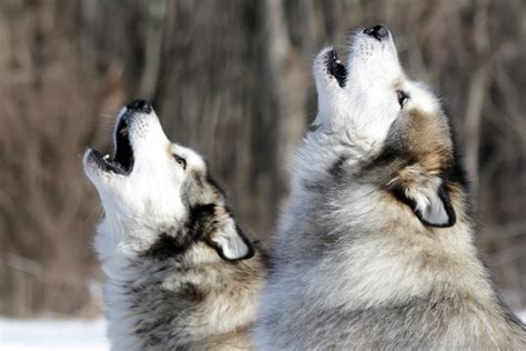 alaskan malamute howling