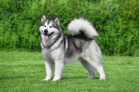 alaskan malamute size
