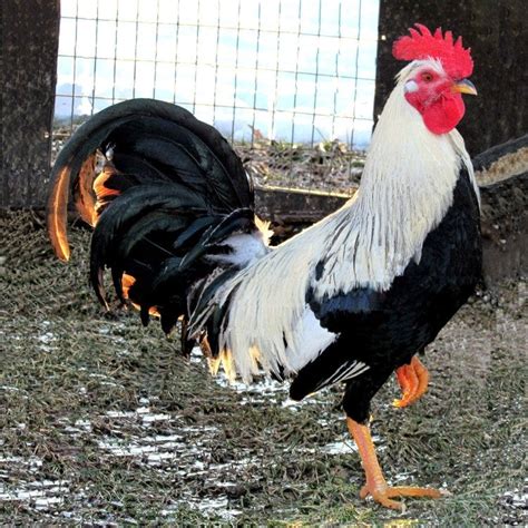 albany roosters for sale