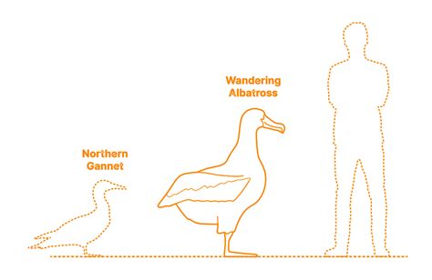 albatross size compared to human