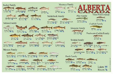 Alberta Pond Fish