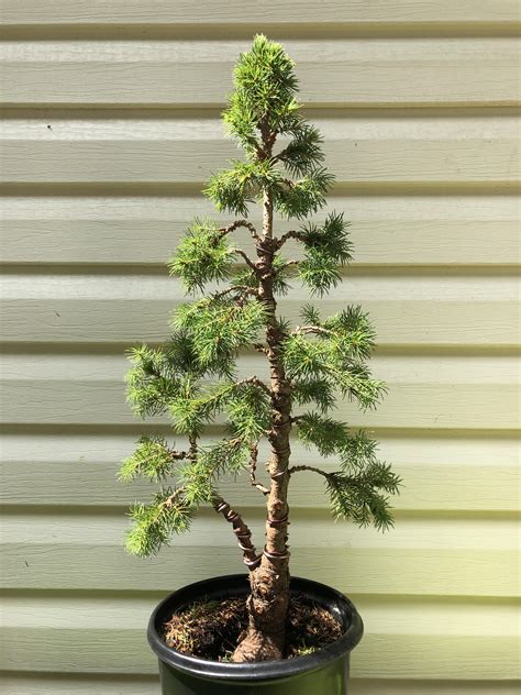 alberta spruce bonsai