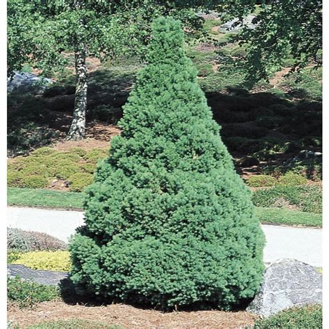 alberta spruce dwarf size