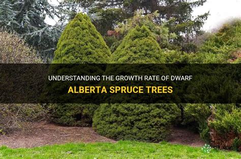 alberta spruce growth rate