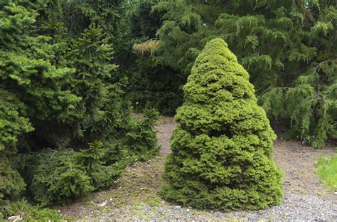 alberta spruce height