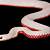 albino red bellied black snake