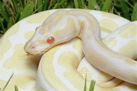 Albino Ball Python Printable