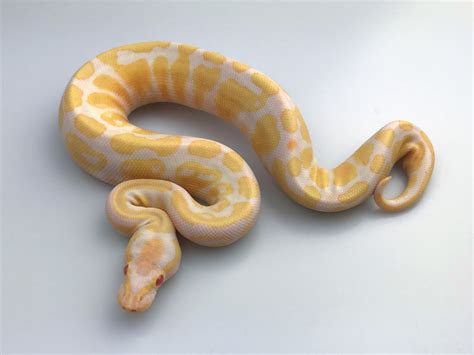 Albino Banana Ball Python