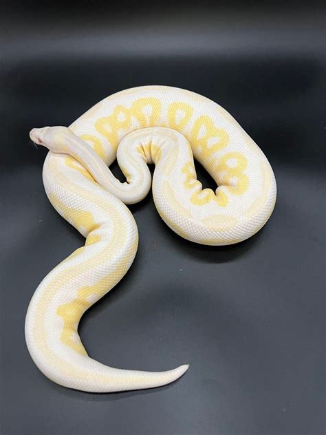 Albino Banana Ball Python Price