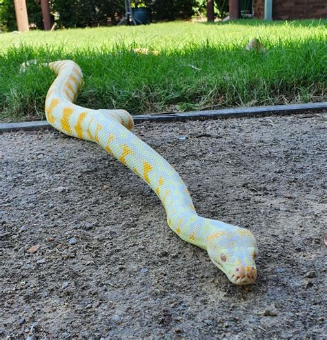 Albino Carpet Python Size