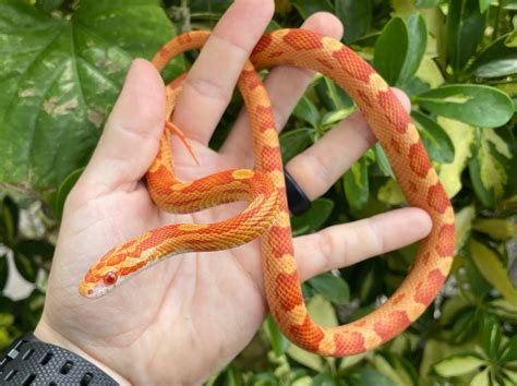albino motley corn snake