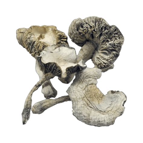 albino tidal wave magic mushrooms
