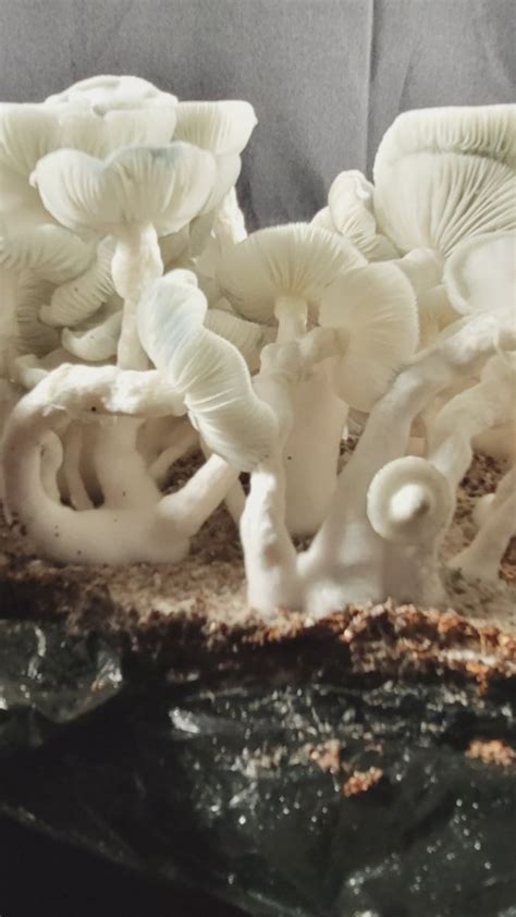 albino tidal wave mushrooms