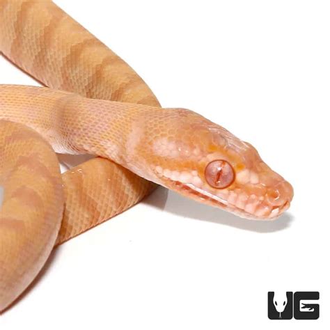 Albino Darwin Carpet Python by Black Magic Reptiles MorphMarket