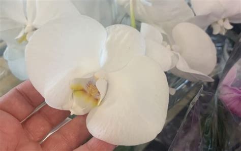 Aldi Orchids 2021