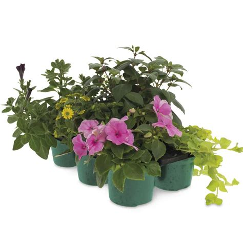 Aldi Plants This Week Uk