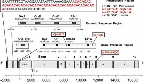 Aldose Reductase Gene Acts As A Selective Derepressor Of PPARγ
