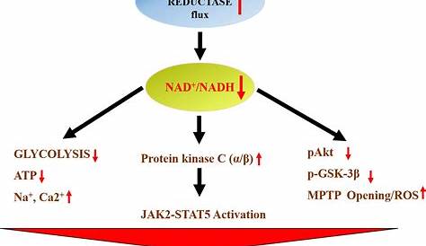 Aldose Reductase Pathway The Polyol Comprises Two Enzymes