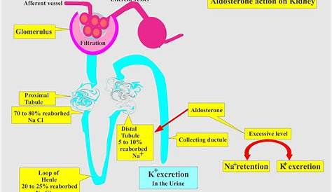 Aldosterone And Potassium Secretion Primary Hyperaldosteronism Nursing Notes Medical Knowledge Addisons Disease
