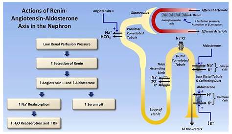 Sodium And Potassium Metabolism Renin Angiotensin Aldosterone And Adh Renin Angiotensin Aldosterone System Raas System Pharmacology