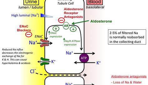 Aldosterone Antagonist Diuretic PPT s Iii PowerPoint Presentation, Free Download