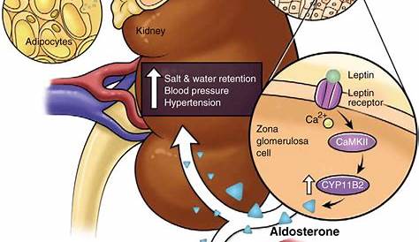 Aldosterone Antagonist Drugs Prevent Aldosterone From Having An Effect At Its Receptors As A Result PPT tihypertensive PowerPoint Presentation, Free