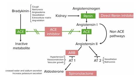 Aldosterone Antagonist Drugs Receptor s Circulation