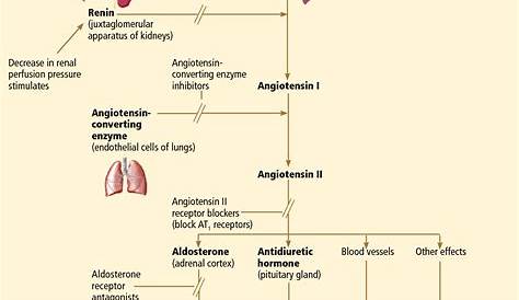 Aldosterone Antagonist Mechanism Of Action In Heart Failure Raassystem.png (1105×907) Renin Angiotensin