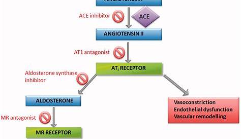 Aldosterone Antagonist Moa Role Of Mineralocorticoid Receptor s In